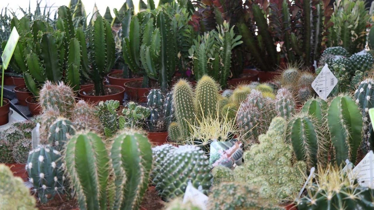 Radyasyon savar çiçek!