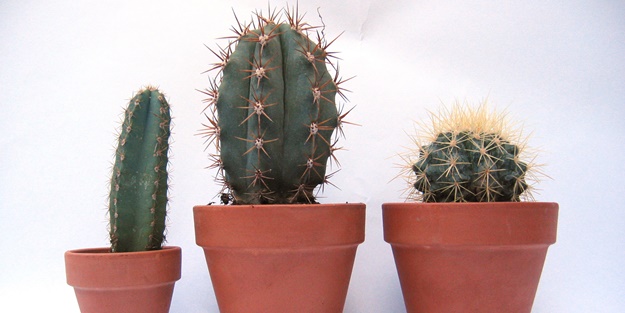 Radyasyona kaktüs ile karşı koyun