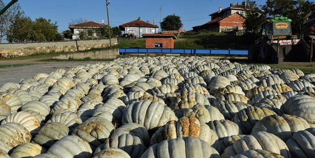 Raf ömrü 1 seneyi buluyor! Türkiye'nin dört bir tarafına gönderiliyor