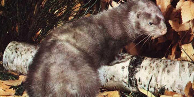 Rahatlatan koronavirüs açıklama!