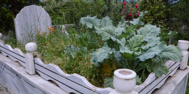 Rahmetli severdi deyip mezarına öyle bir şey ektiler ki!