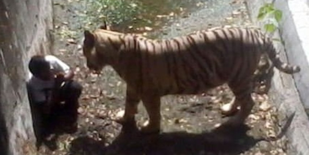 Rakiplerini kaplanlara böyle yedirmişler!