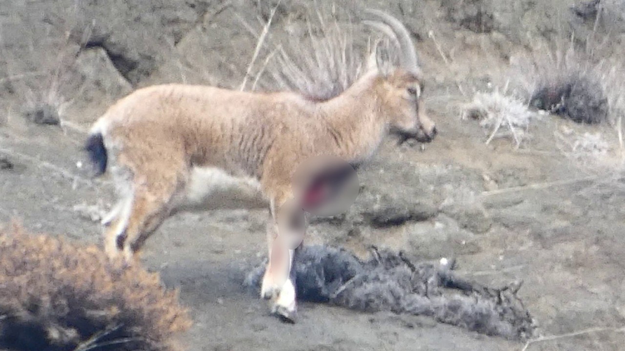 Ramazan ayında doğaya yazık ettiler! Yaban hayatına darbe vurup keçiyi yaraladılar!