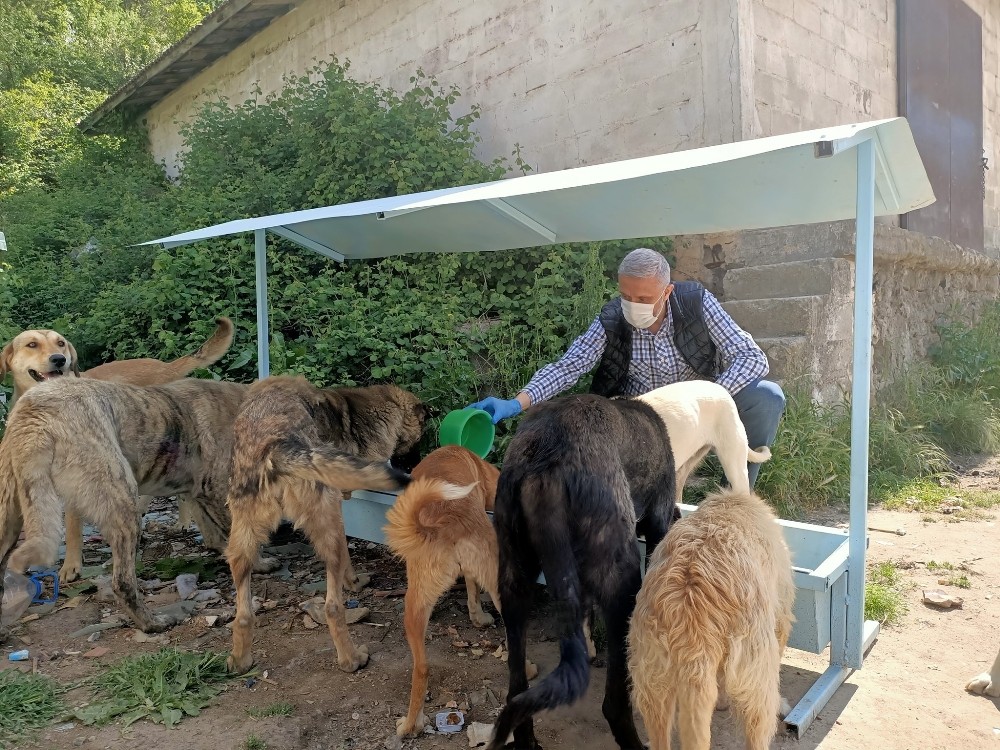 Ramazan Bayramı’nda sokak hayvanları unutulmadı 