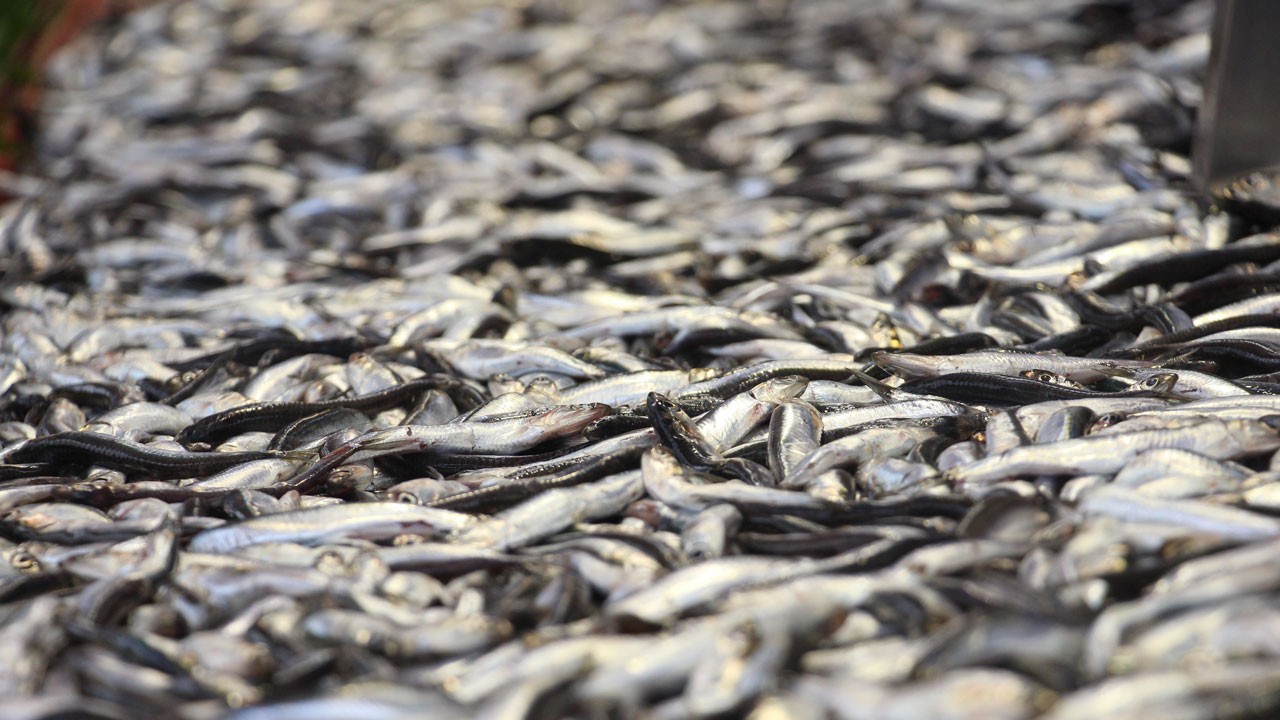 Ramazan'da balığa ilgi azaldı! Fiyatlar düştü