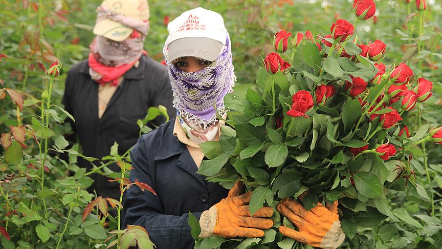 Ramazanda sıcak havada gül mesaisi