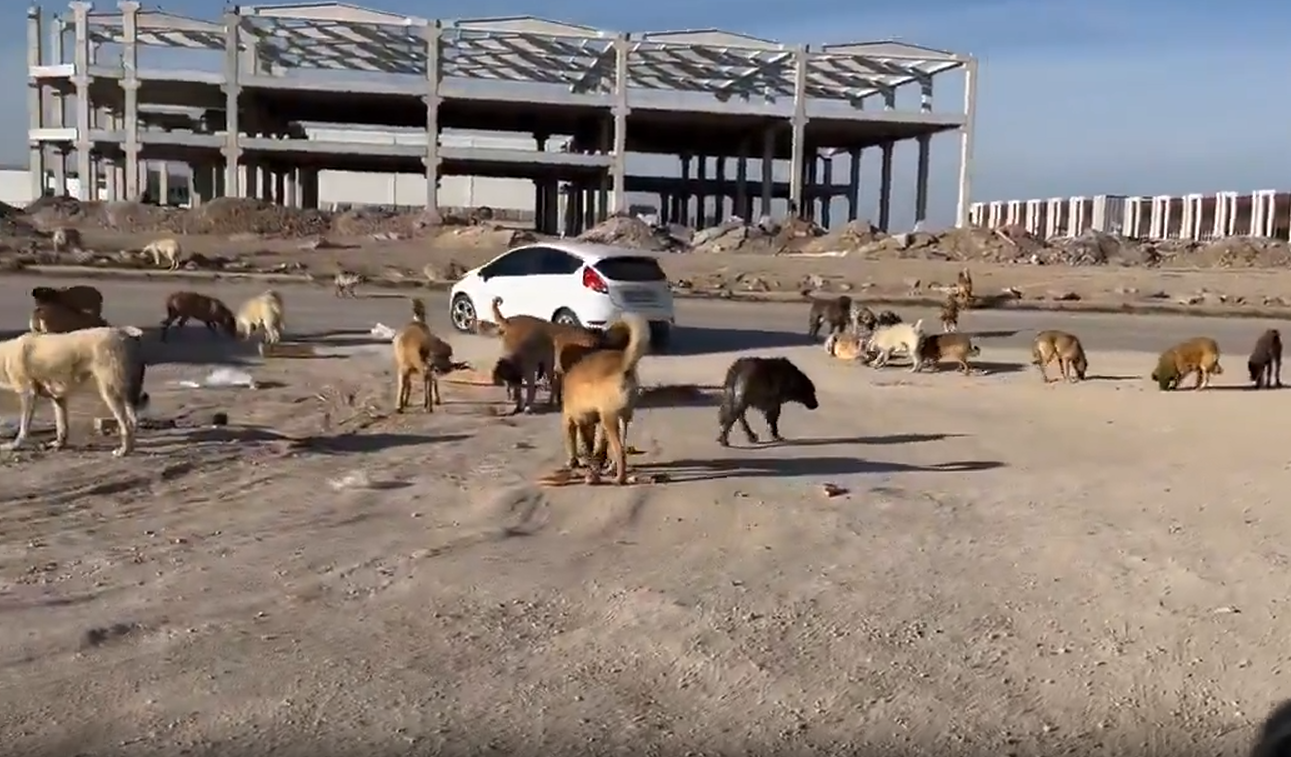 Rana bebeğin sahipsiz köpekler tarafından öldürüldüğü yerde dehşete düşüren görüntü! Etrafa saçılmış kanlı etler