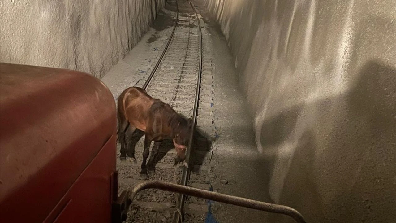 Raylara bağlanan at makinistlerin dikkatiyle kurtuldu!