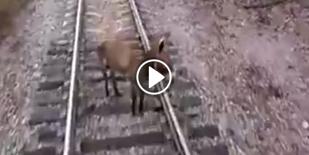 Raylara inen eşek trenin altında böyle ezildi