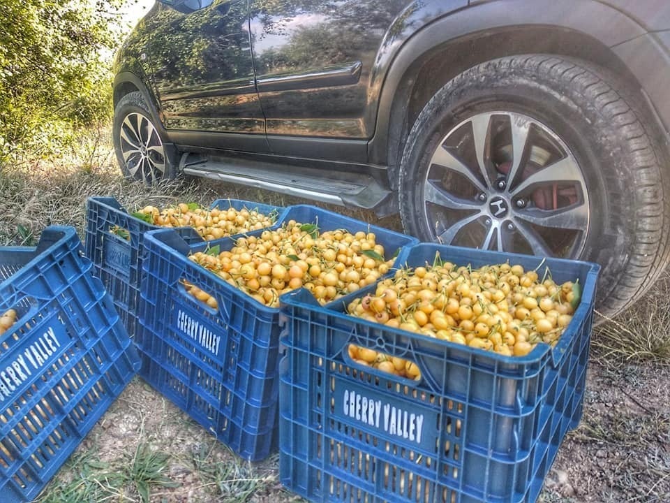 Reçellik ak kiraz hasatı başladı 