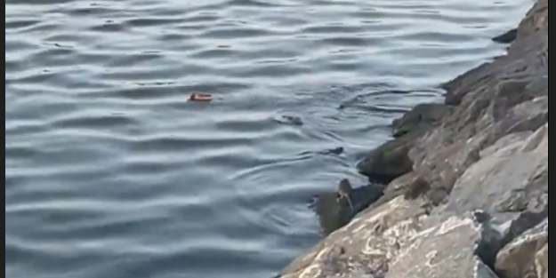 Recep Tayyip Erdoğan sayesinde yüzülebilir hale gelen Haliç, Ekrem İmamoğlu sayesinde farelerin yuvası oldu...