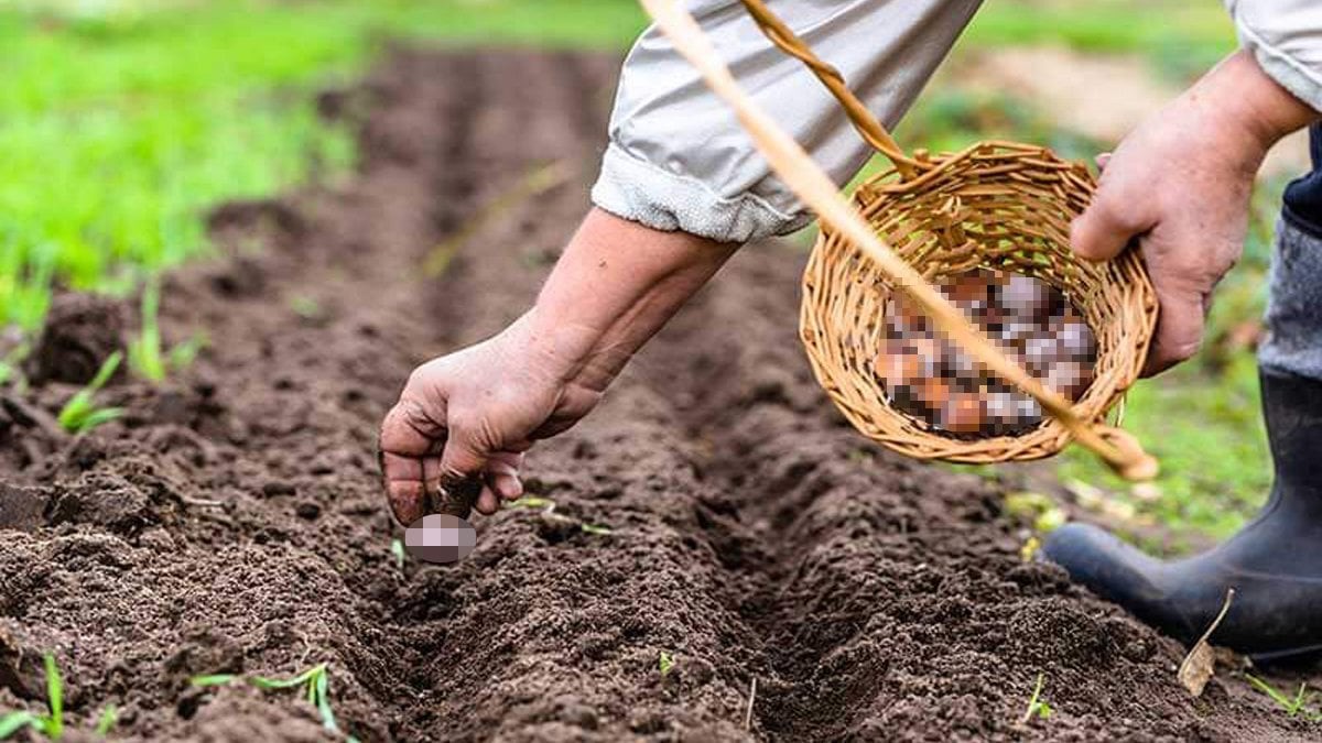 Reçetesiz doğal antibiyotik! Bir tanesi 25 ilaç gücünde: Kabızlığı önlüyor, açken yenilirse yağ yakıyor