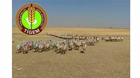 Reforme erkek koç ve keçi satılacak