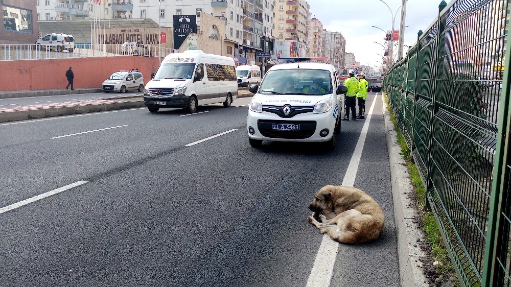 Refüjde mahsur kalan köpeğin yardımına polis koştu 