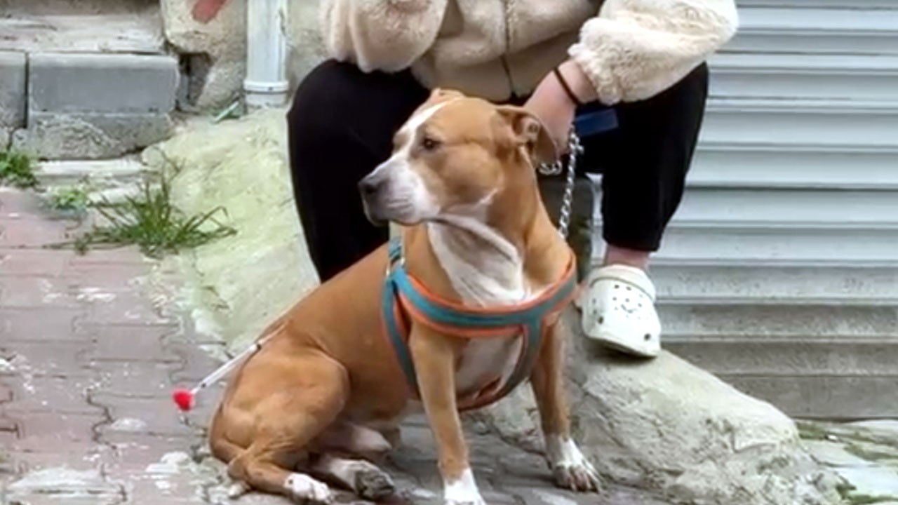 ‘Reis’i ağır yaraladı! Tekirdağ'da pitbull dehşeti