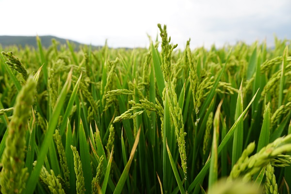 Rekolte beklentisi tam 20 bin ton
