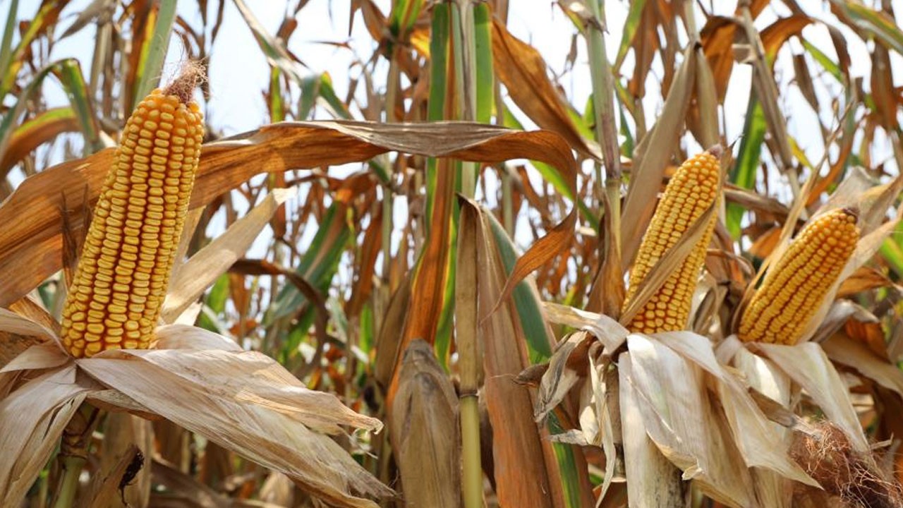 Rekolte üreticinin yüzünü güldürdü! Adana’da mısır hasadı başladı