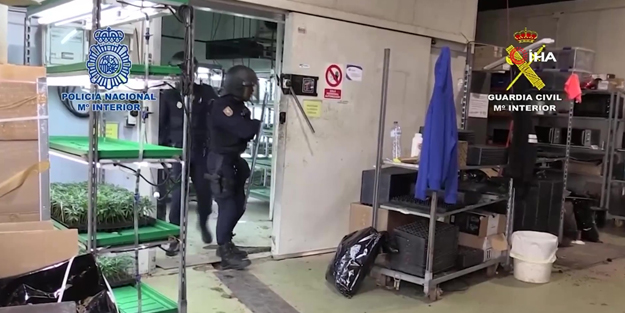 Rekor seviyede esrar ele geçirdiler!