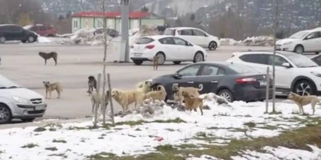 Rektörden takdir toplayan hareket! Tehlike saçan başıboş köpekler barınaklara gidecek