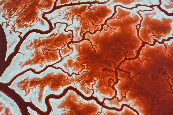 Rengiyle dikkat çekiyor!