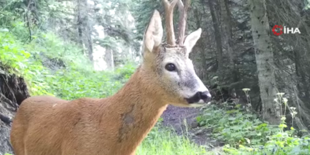 İşte yaban hayvanlarının gündelik hayatı