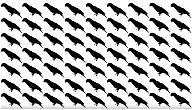 Resimdeki farklı papağanı 8 saniye içinde bulabilir misin? Sadece zehir gibi zekaya sahip olanlar 8 saniye içinde bulabiliyor