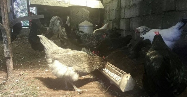 Kümeste fenalaşan adam hayatı kaybetti