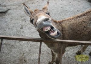 Resmen acınacak haldeler! Bunlar tam bir ABD eşeği! Üç kuruşluk eşeğin işte böyle beş kuruşluk sıpası olur