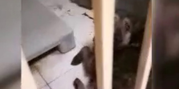 Resmen ölüm saçıyor! CHP'li belediyeden barınak yerine infaz yuvası