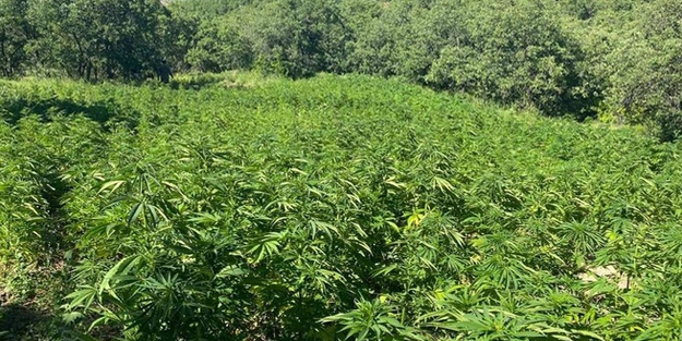 Resmen rekor! Diyarbakır'da 74 milyon kök kenevir ele geçirildi