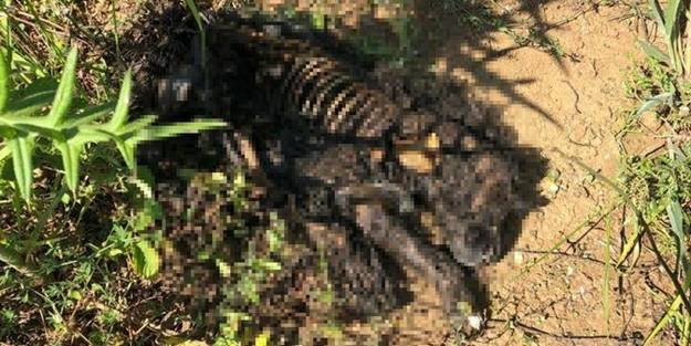 Resmen vahşet! Yavru köpeği diri diri yaktılar
