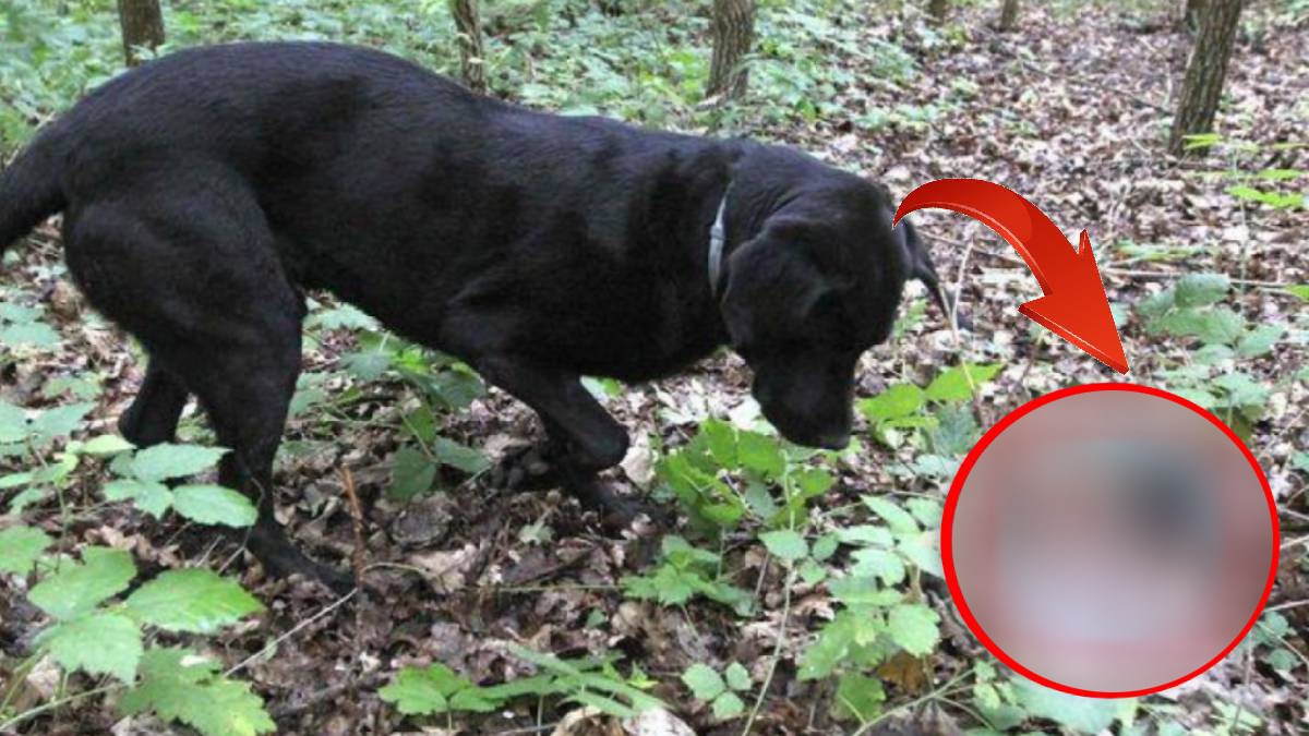 Resmen yatırım aracı olmaya aday! Sadece eğitimli köpekler buluyor! Gram altından kat kat kârlı! o ürünü bulan resmen köşeyi dönüyor! Kilosu tam 93 bin TL’den satılıyor