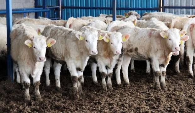 Resmen yürürlüğe girdi! Kurbanlıkları kapsamıyor