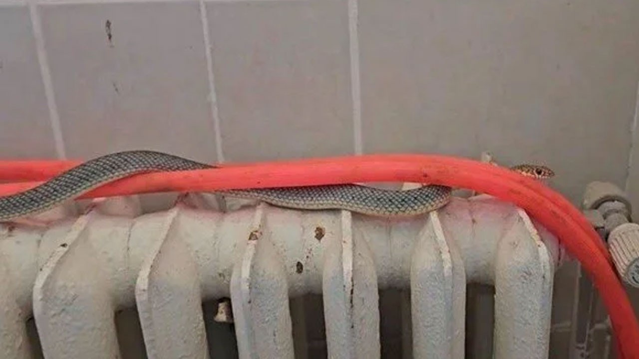 Restoran tuvaletinde görüldü! İki metrelik yılan korkuttu