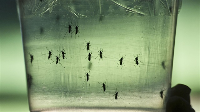 ​Riko'da Zika virüsü uyarısı