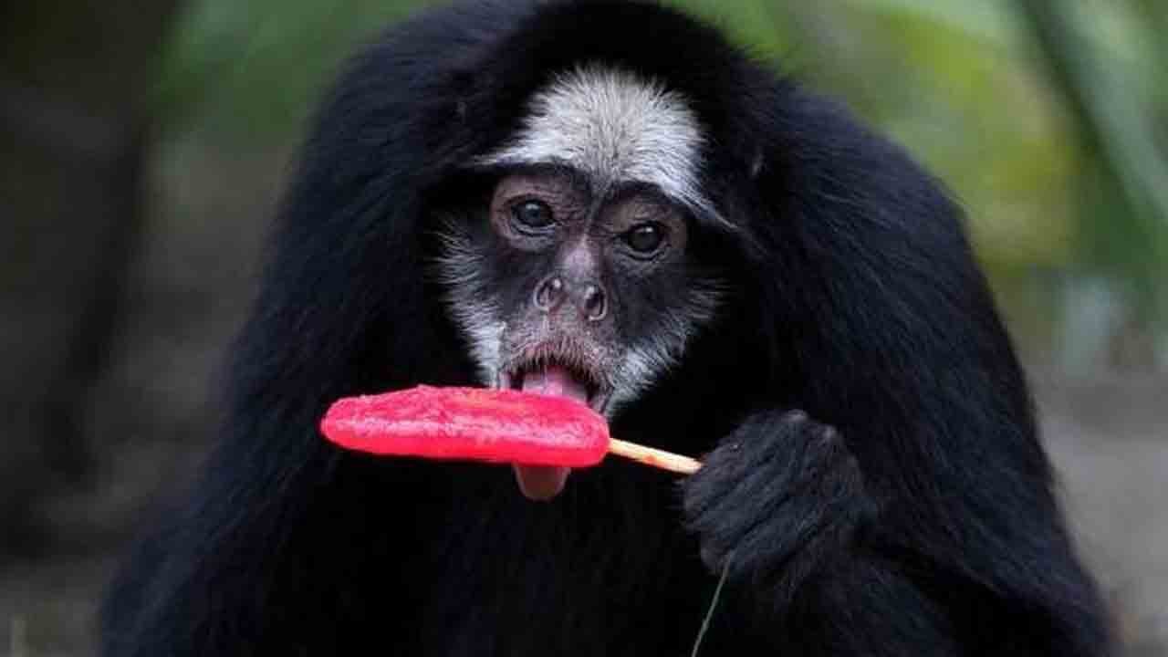 Rio’da hayvanlara dondurma kıyağı: Sıcakta buz gibi önlem