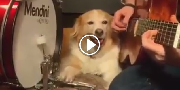 'Ritim tutmak bizim işimiz' diyen köpek