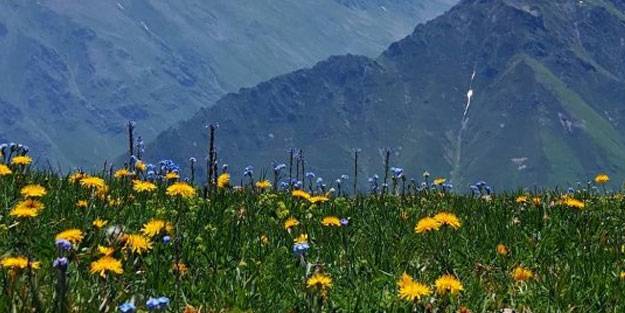 Rize Çayeli'nden iç açan görüntüler
