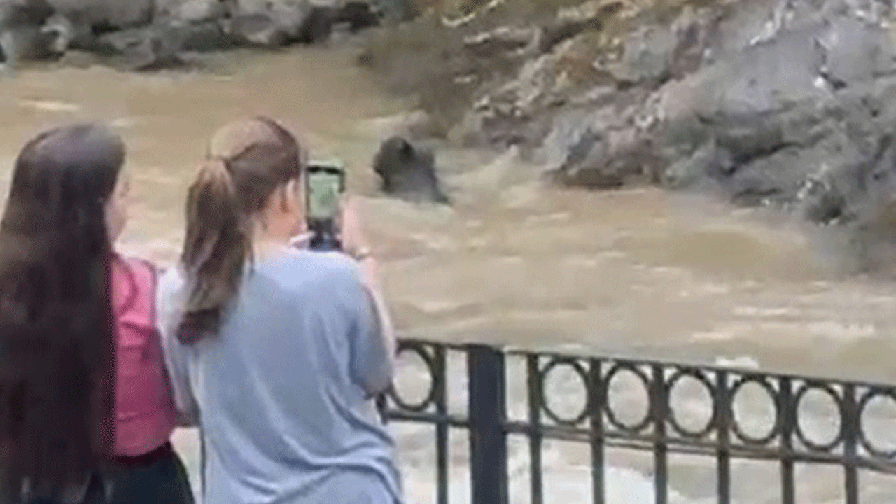 Rize usulü kurtarma operasyonu: Dereye düşen domuzu bağıra bağıra kurtardılar!