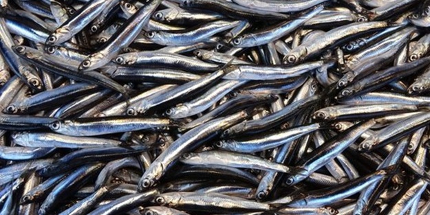 Rize'de 10 ton hamsiye el konuldu