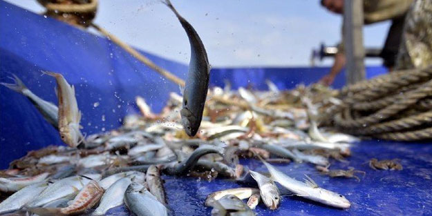 Rize'de 10 ton küçük boy balığa el konuldu