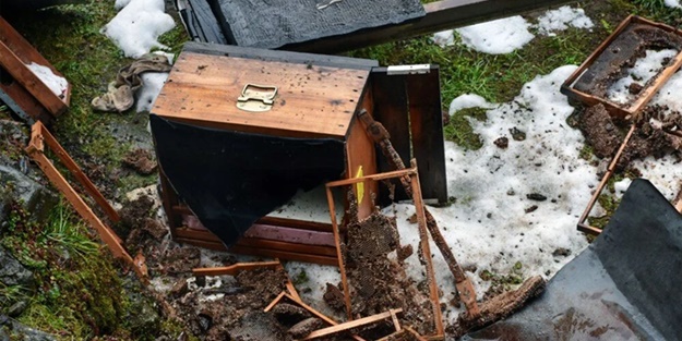Rize'de aç kalan ayılar köye indi