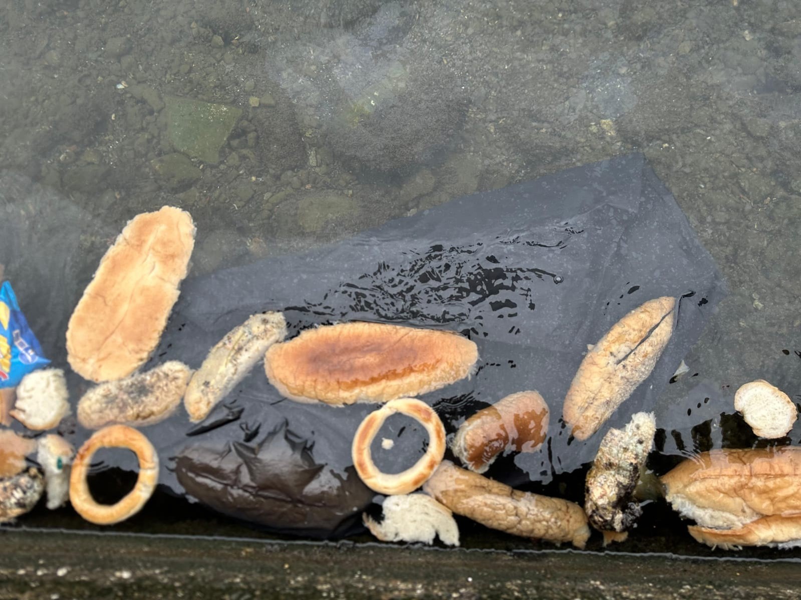 Rize’de denize atılan ekmek tepki çekti