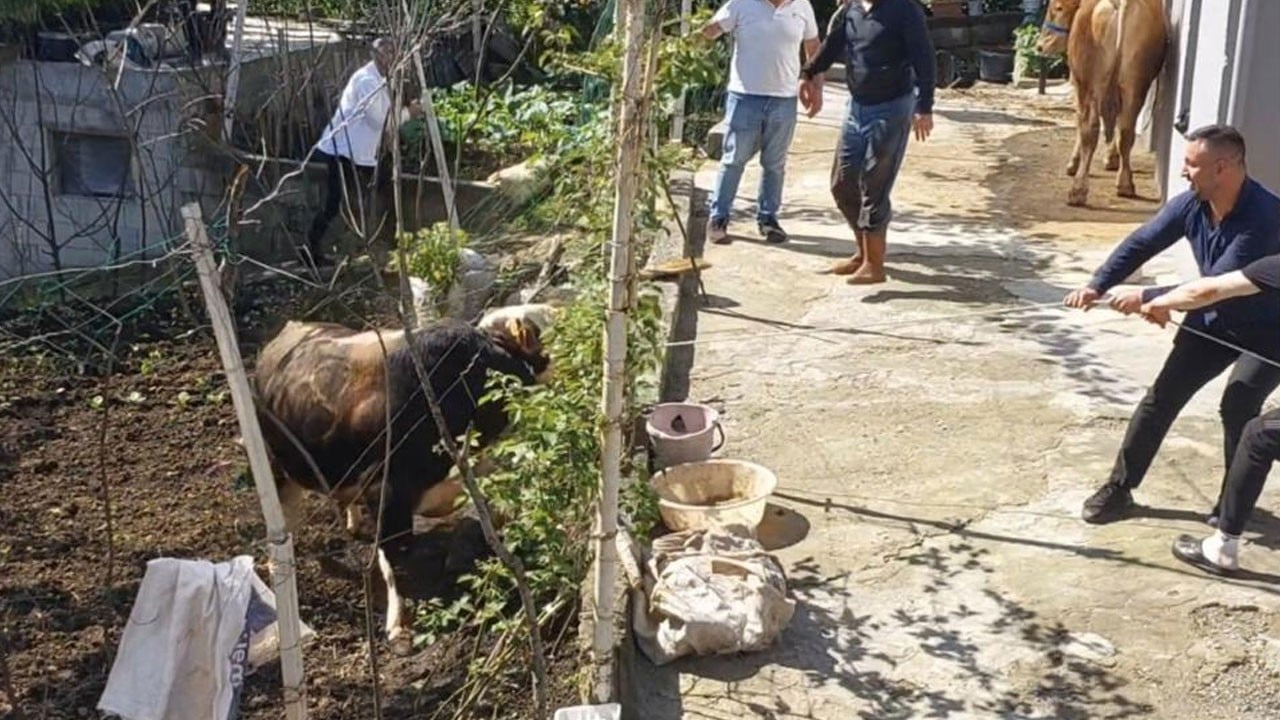 Rize’de kaçan kurbanlık ortalığı karıştırdı