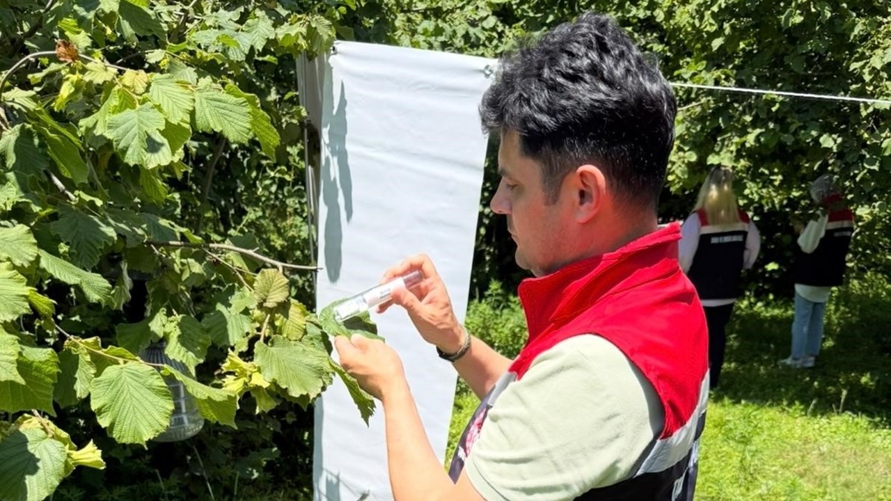 Rize’de kahverengi kokarca ile biyolojik mücadele