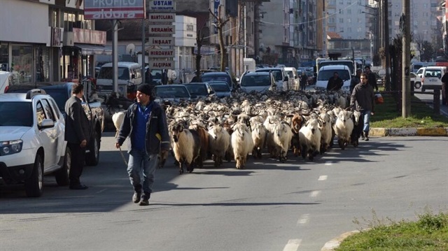 Rize'de keçi sürüsüyle şehir turu attı: Görenler şaşkına döndü