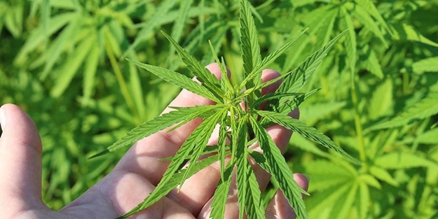 Rize'de kenevir dönemi! Fabrikası kurulacak