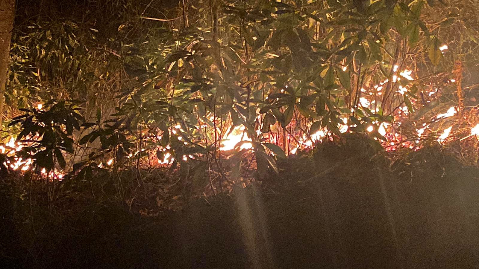 Rize’de korkutan orman yangını!