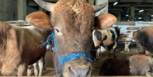 Rize’de kurbanlıklar alıcılarını bekliyor! İşte fiyatlar…