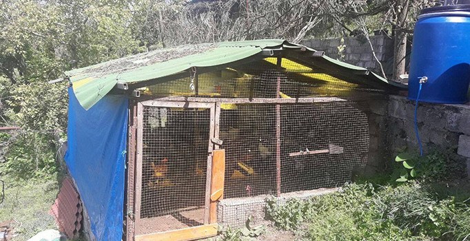 Rize'de tavuk ve horoz fiyatları el yakıyor